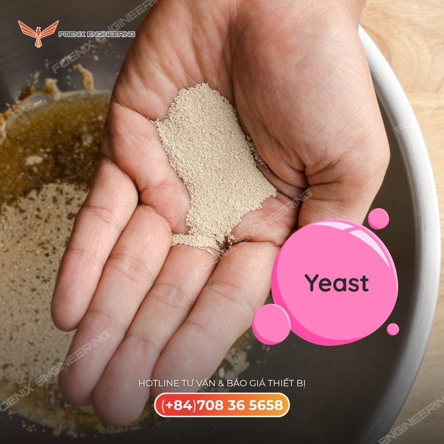 men dùng trong quy trình làm bánh mì đông 