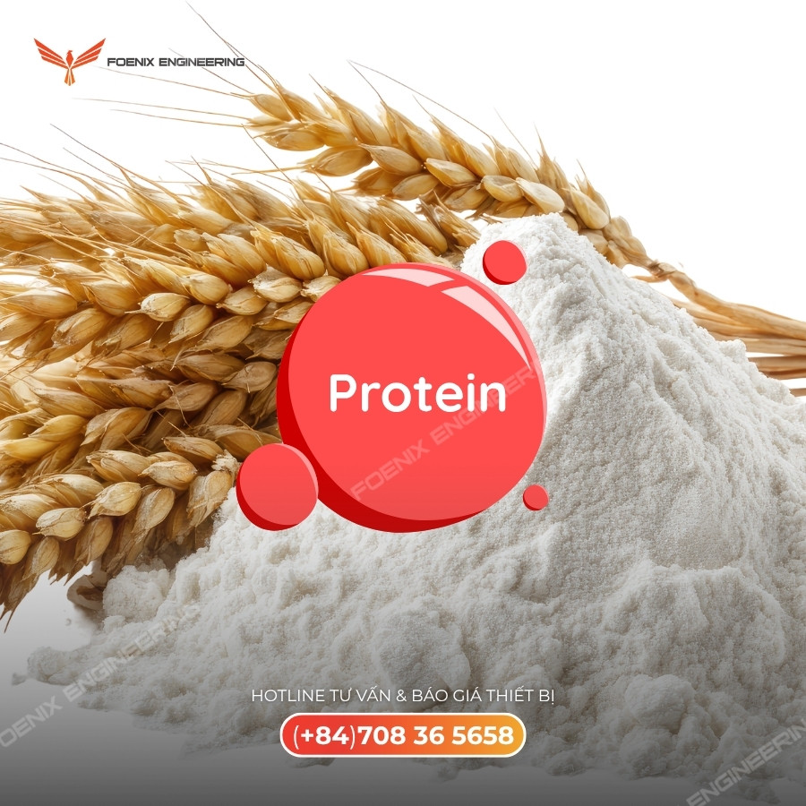 protein trong quy trình làm bánh mì đông 